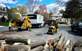 Best Storm Damage Tree Cleanup  in Greeley, CO